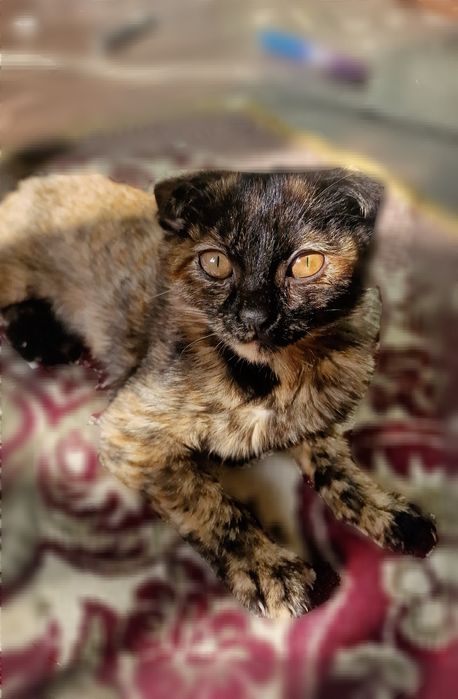 Scottish Fold tortie, 2.5 oylik
