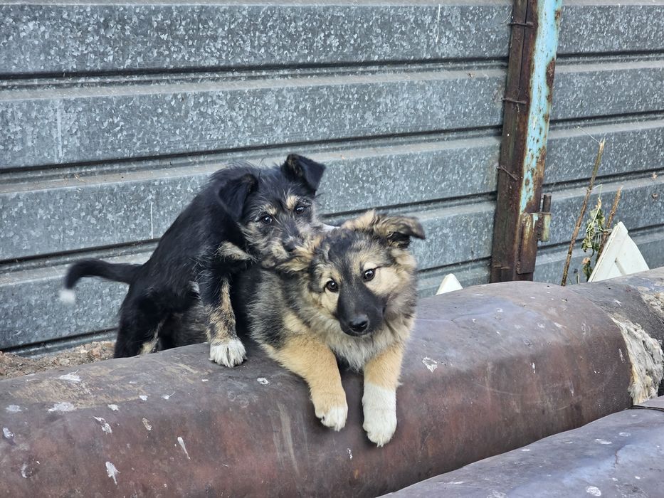 Щенки щенок щенята собачки в добрые руки