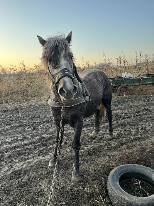 Vând mânz semigreu