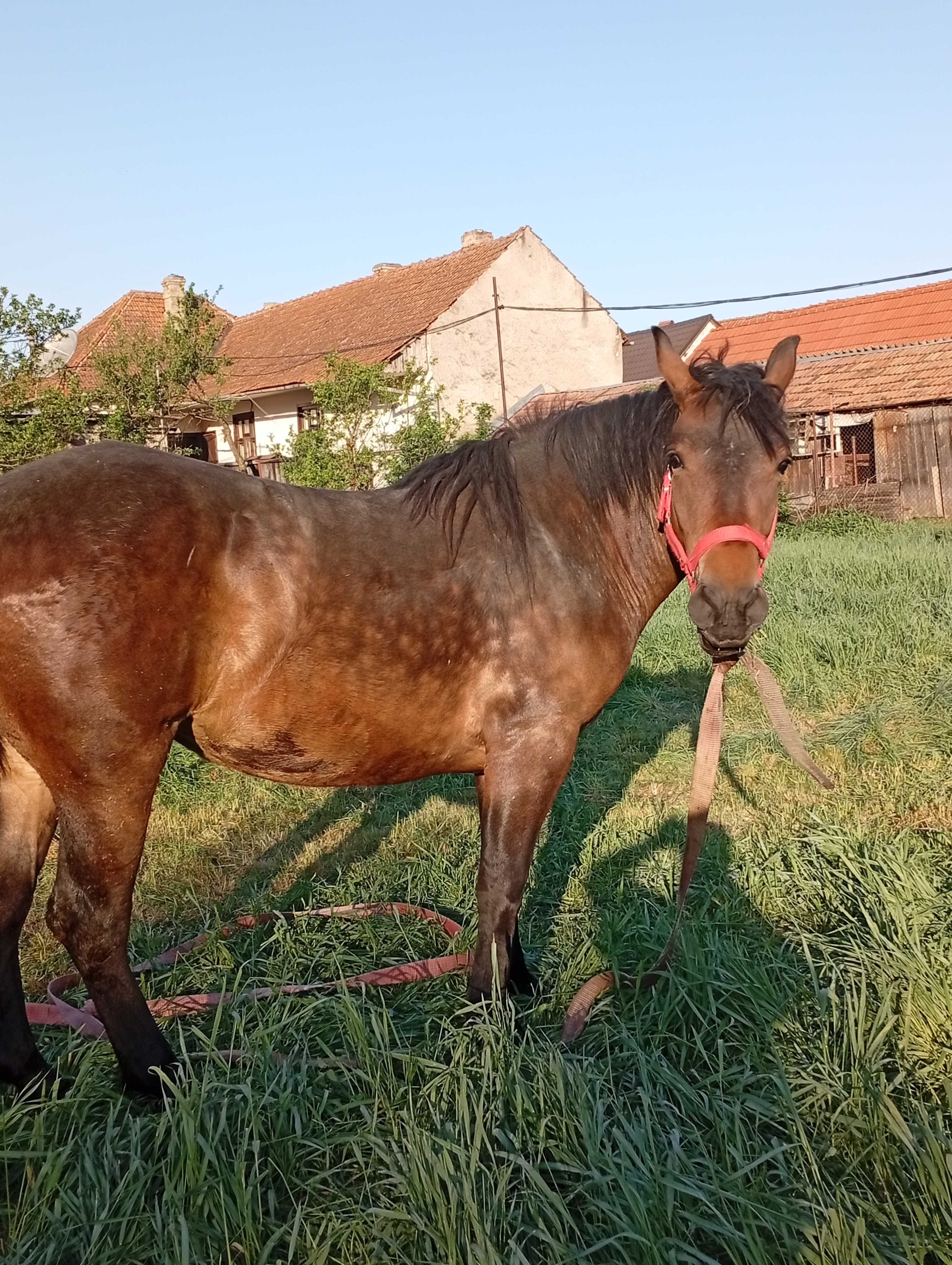 De vânzare mânză de 2 ani