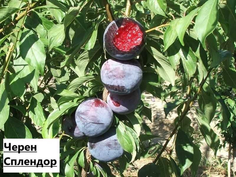 Слива - Анджелино , Черен диамант , Черен Сплендор и Слива - Ту-Сун