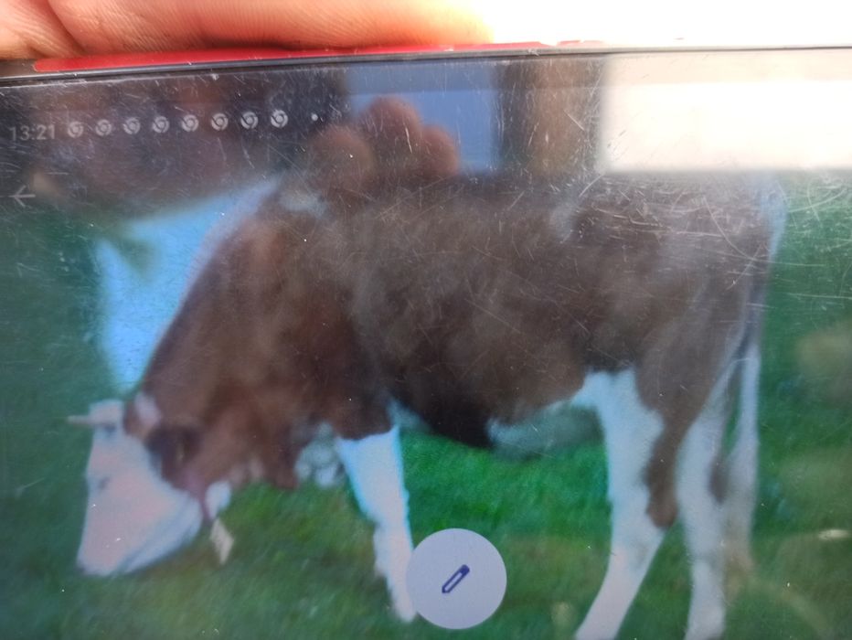 Vand Juninca 2 ani si 2 luni