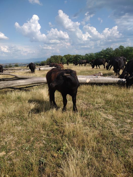 De vânzare vitei de bivol