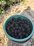 Mure soi Thornfree