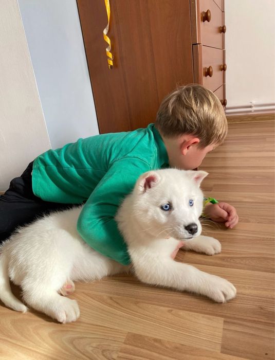 Fetita husky siberian