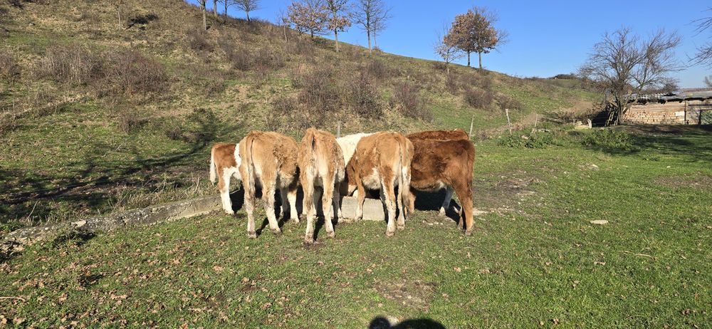 De vânzare 7 viteluse