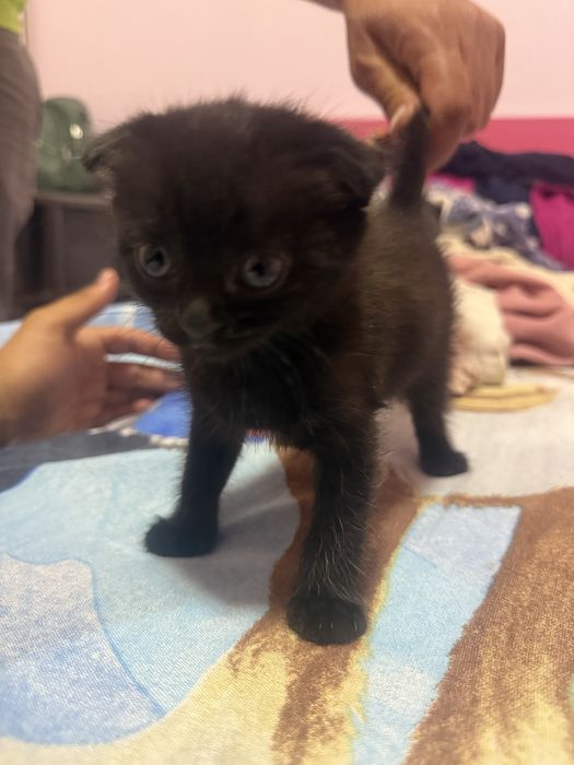 British Shorthair, Мъжко