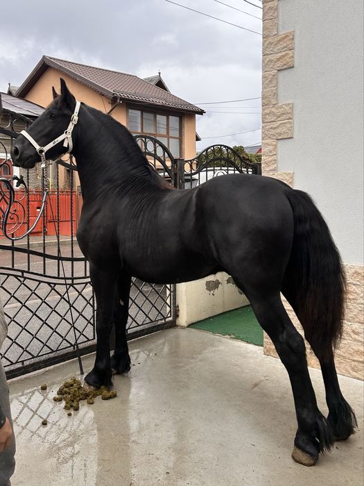 Armasar Frizian 1,5 ani