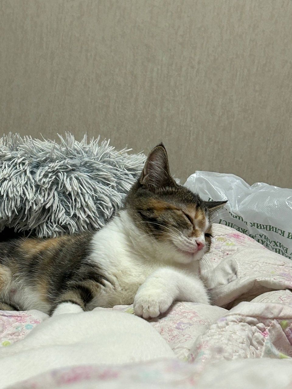СРОЧНО отдам кошку