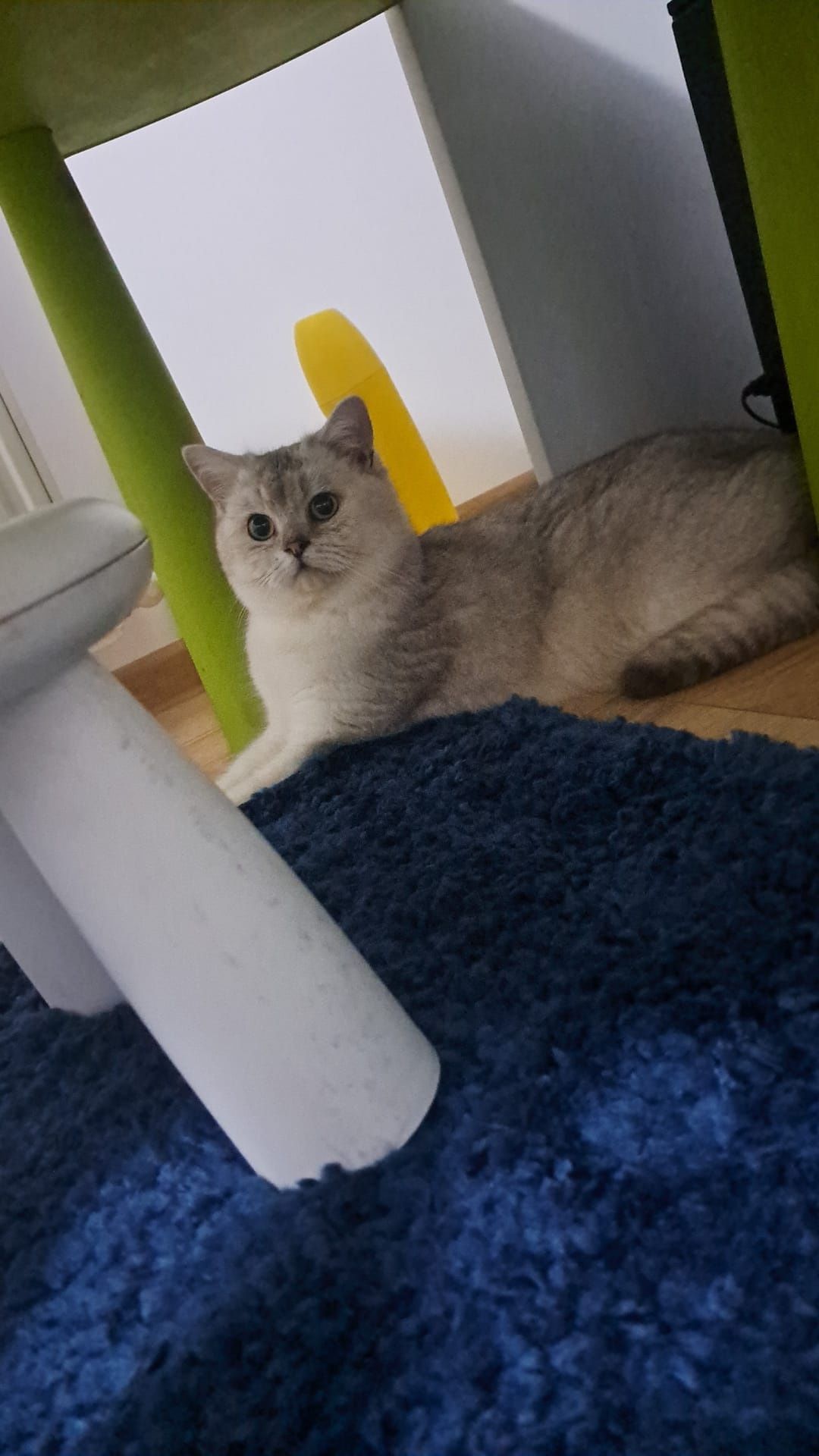 British shorthair chinchila(ns)Pedigree drept de monta!oferta luna Ma