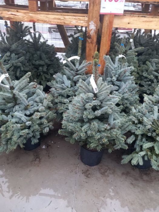 Vând brazi verzi la ghiveci  și  brazi arginti la ghiveci