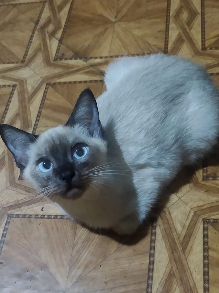 Отдам даром котят в добрые руки!