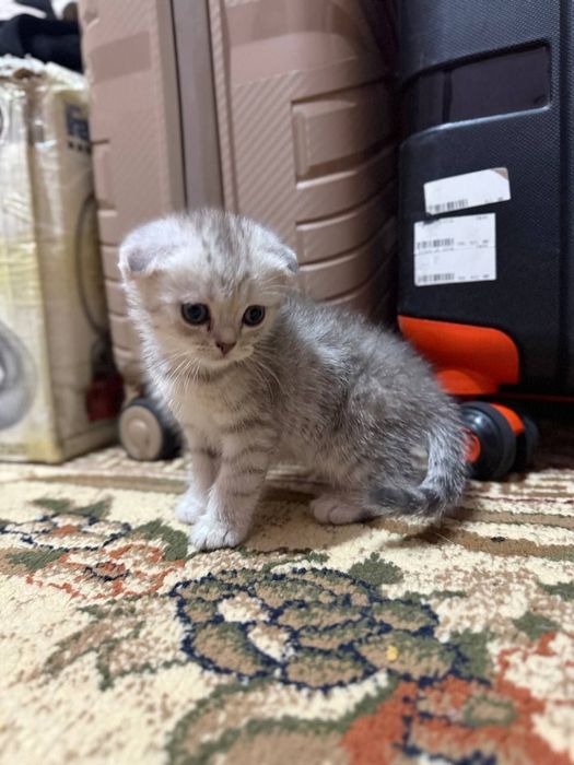 Скотиш Фолд серебристая шиншилла