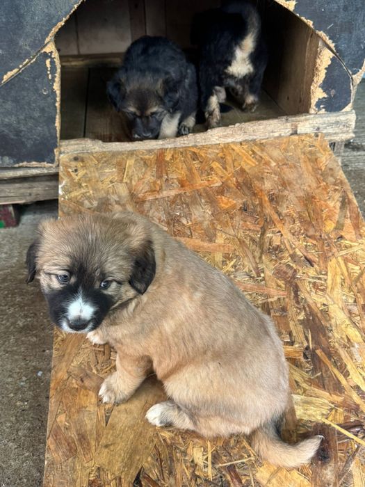 Donez cățeluși talie mica in zona Miroslava