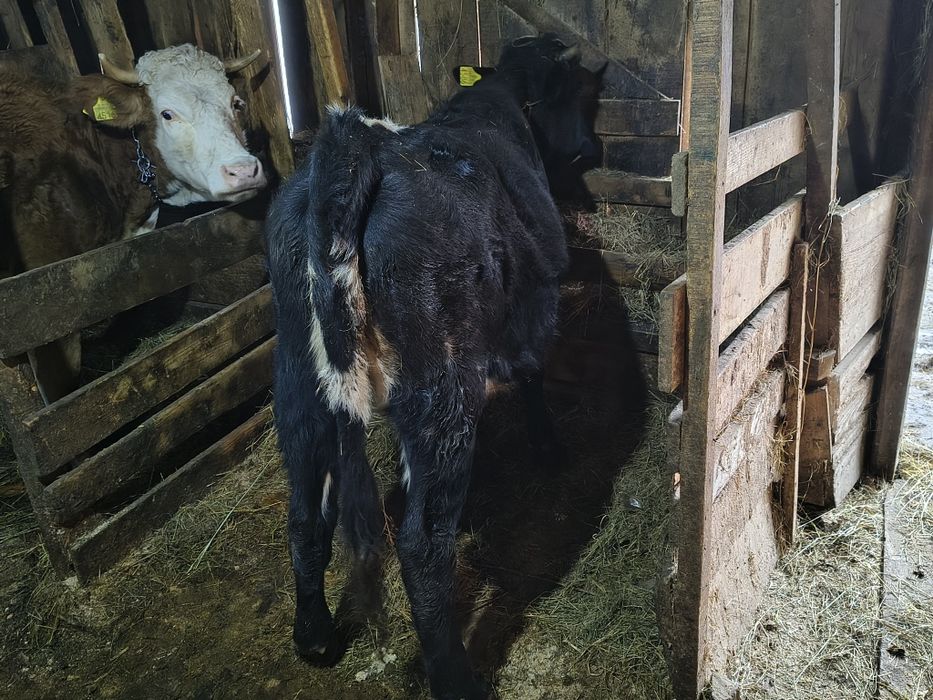 Vind junică de un an metis frumoasă