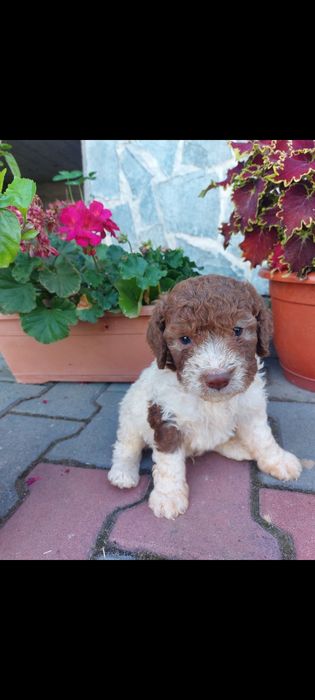 Lagotto romagnolo femela