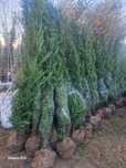 Thuia tuia  leilandi  plante decorative