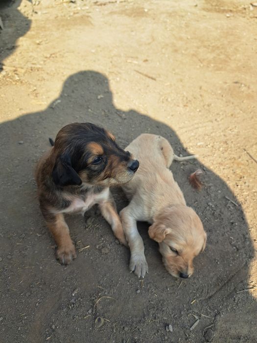 Тазы күшіктер щенки таз