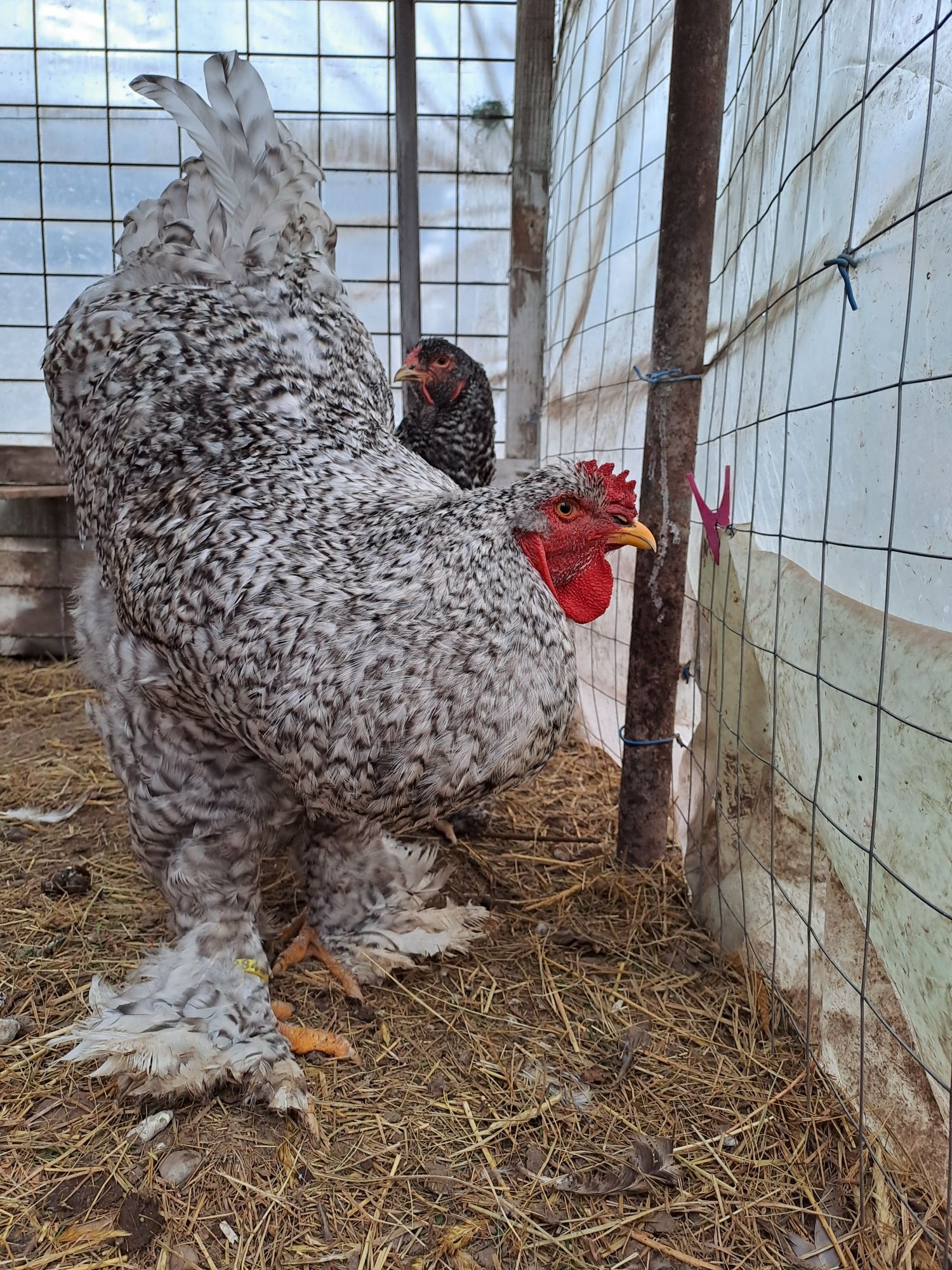 Vând cocoș Brahma