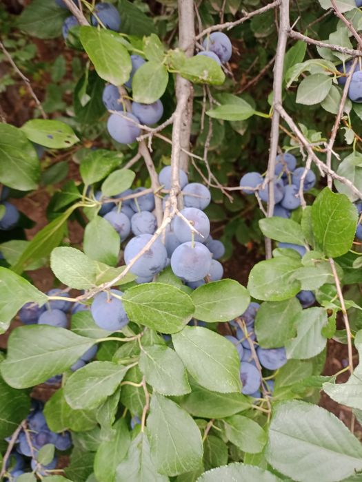 Продам садовую терносливу