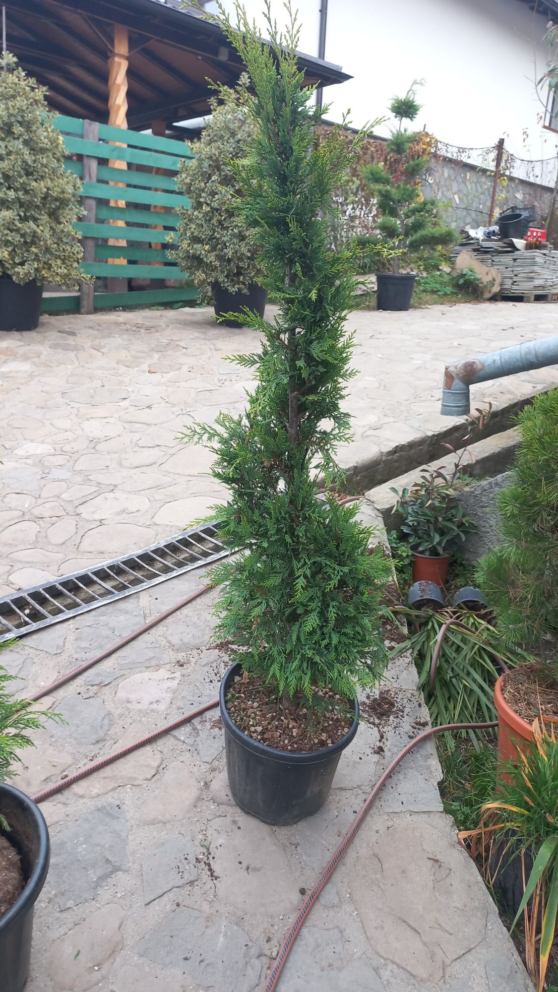 Plante ornamentale pentru o grădină de vis