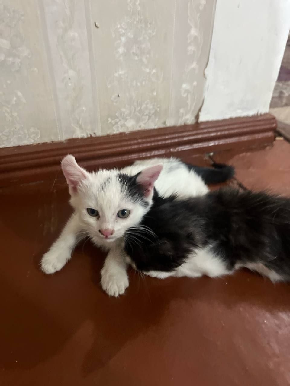 Отдам котят в хорошие руки!