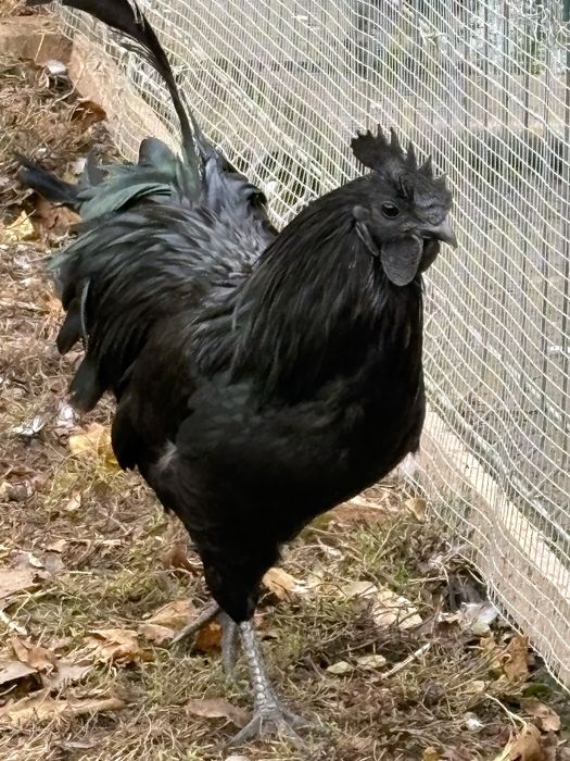 Cocosi Ayam Cemani din 2025