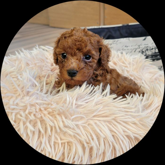 Той пудел/Мини пудел