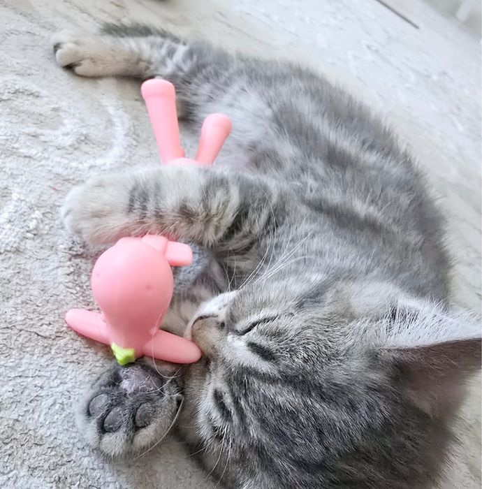 Продается котенок