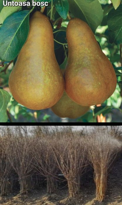 Caisi-pomi fructiferi