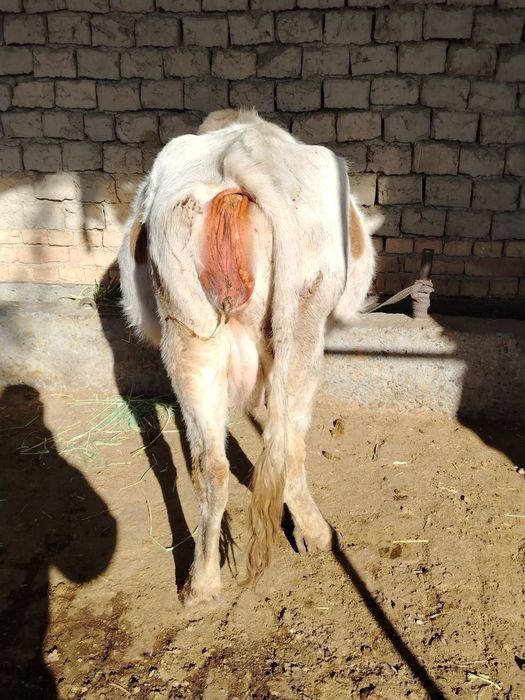 Sigir sotladi 10 kunda tugadi