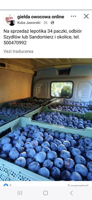 Cartofi polonia cantități mari