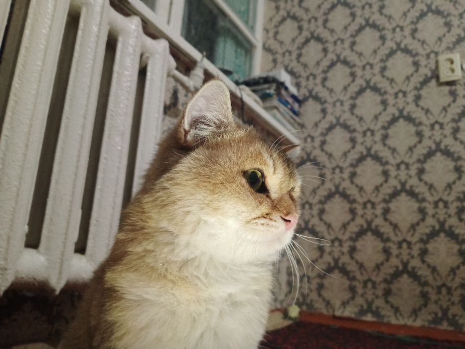 золотой шиншилла n11
