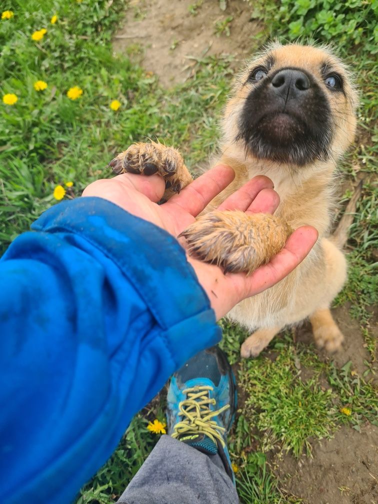 Cățelușa pentru adoptie