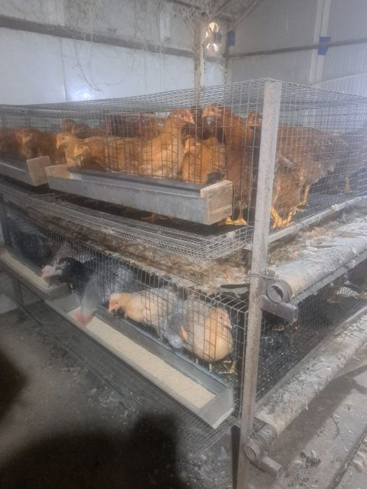 Vand baterii/ custi pentru gaini ouatoare