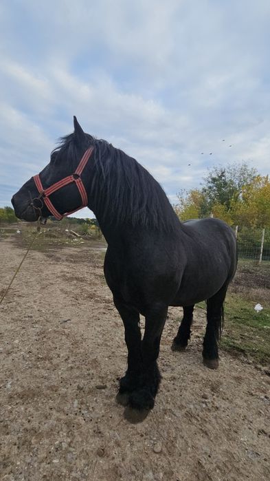 Armăsarul de fiitero de vânzare