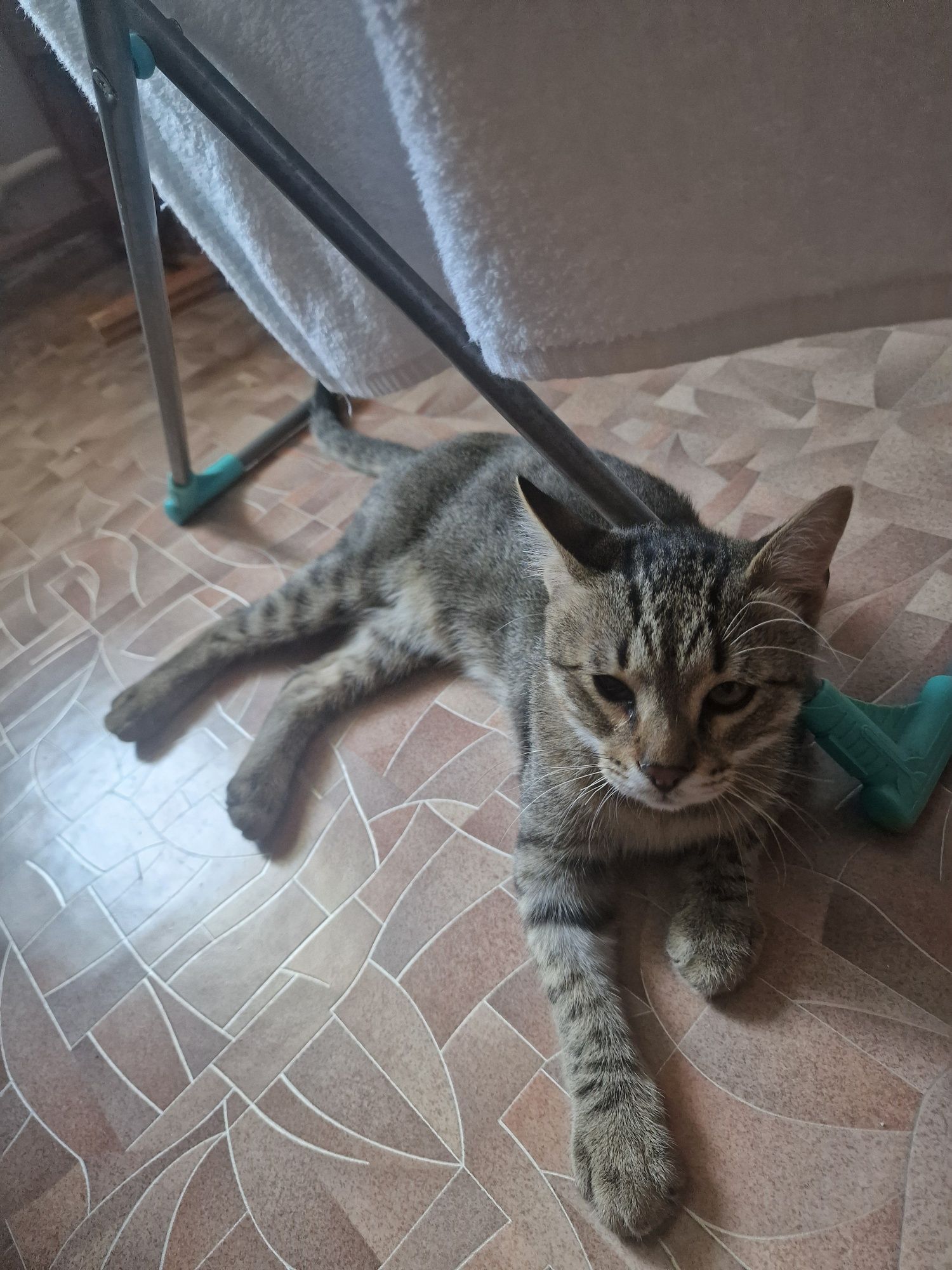 Отдадим кошки, кот, котят
