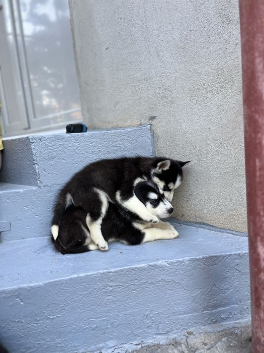 Pui Husky Siberian cu ochii superbi