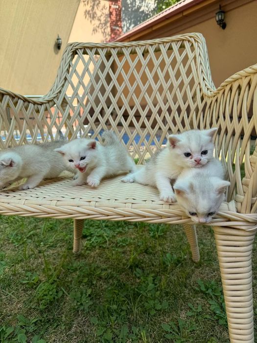 Породыстие котята