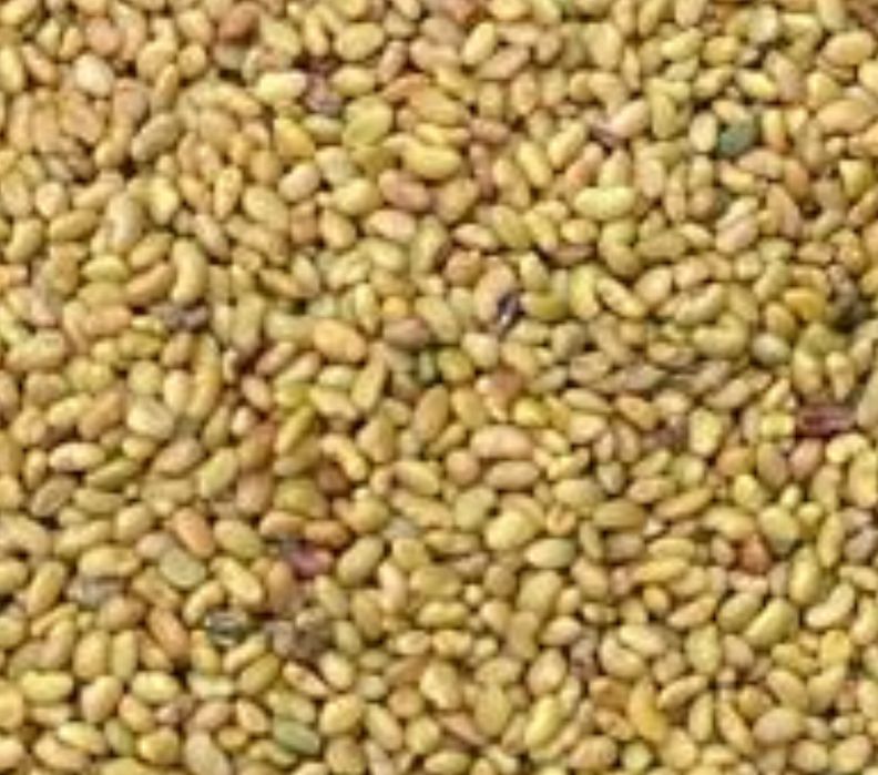 Vand seminte de lucerna selectata si decuscutata germinatie 100/100