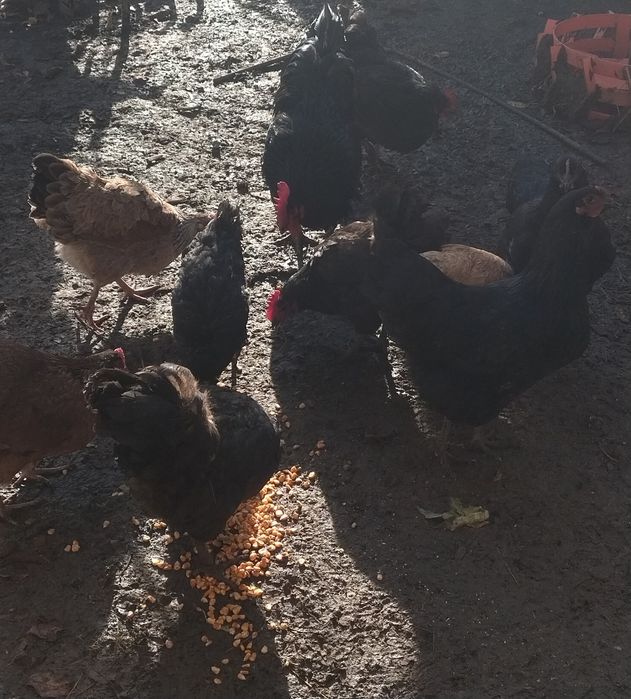 Cocosi și găini australorp