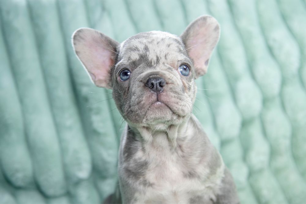 Bulldog francez blue merle fetita