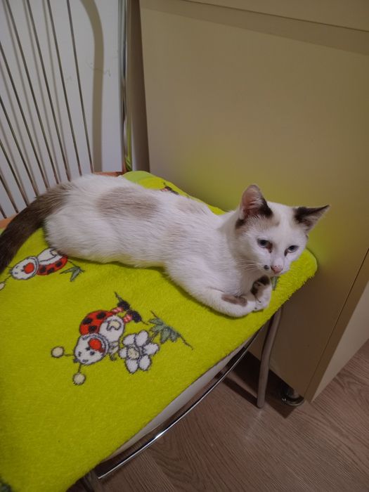 Donez pisici negri si alb