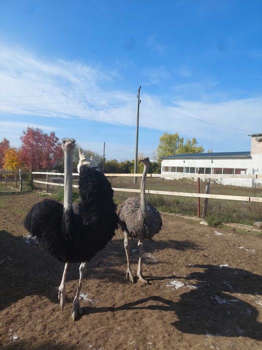 Щрауси мъжко и женско