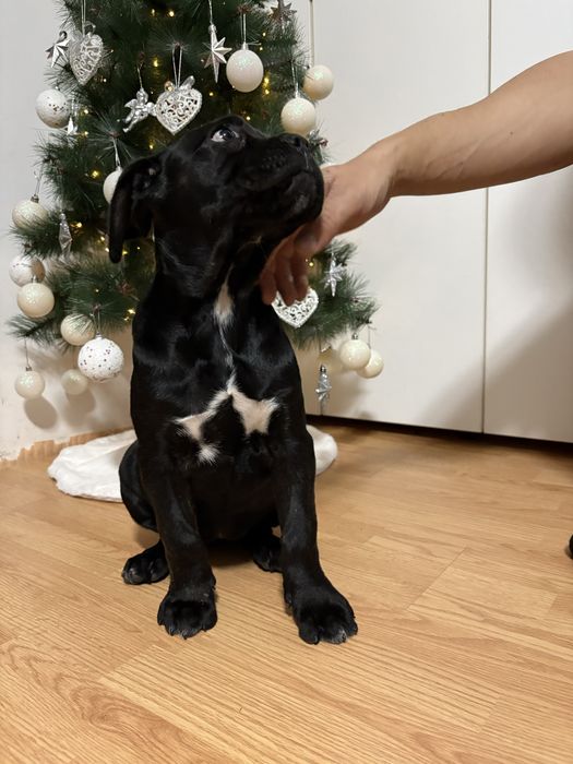 Pedigree A++:BRUNO x GRETA Red Dogs Champions