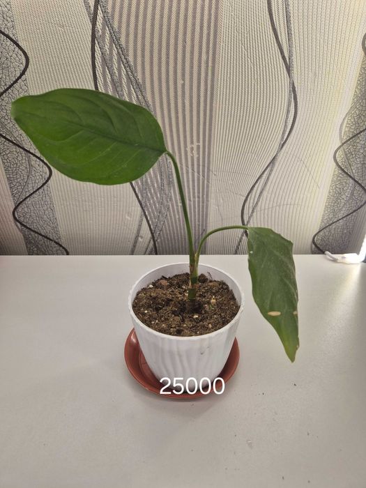 Продаётся комнатные цветы