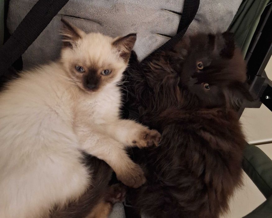 Donez pisoi ragdoll si british long hair