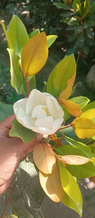 Магнолия гландифлора италянский