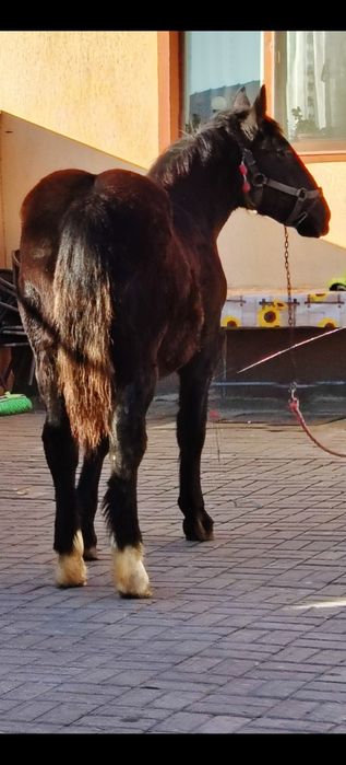 Mânză disponibilă de cinci luni