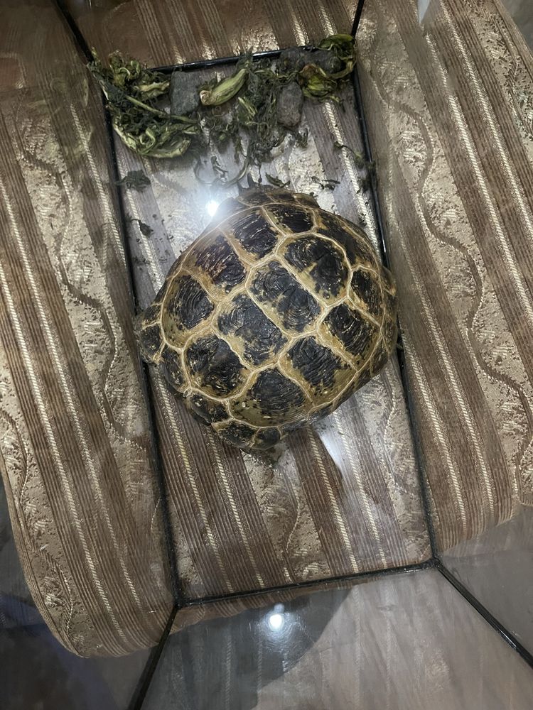 Продаю черепаху с аквариумом
